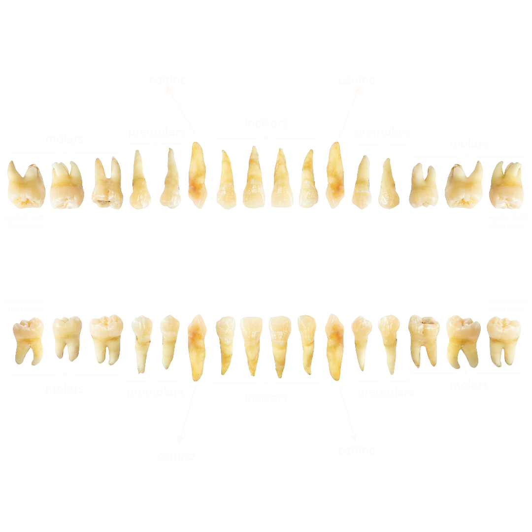 how many teeth do adults have - image showing all teeth of an adult